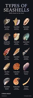 What Are the Different Seashell Meanings? Find Their Simple Significance and Stories Here.