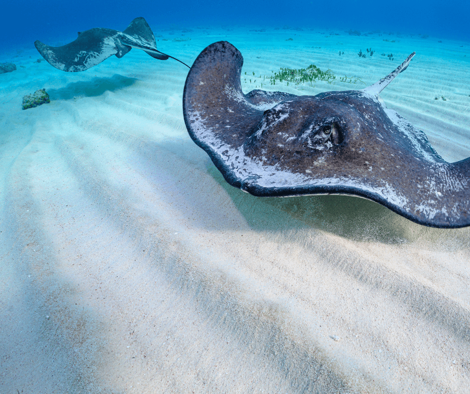 Exploring what does the stingray symbolize as a spirit animal? Find out its importance and lessons for life.