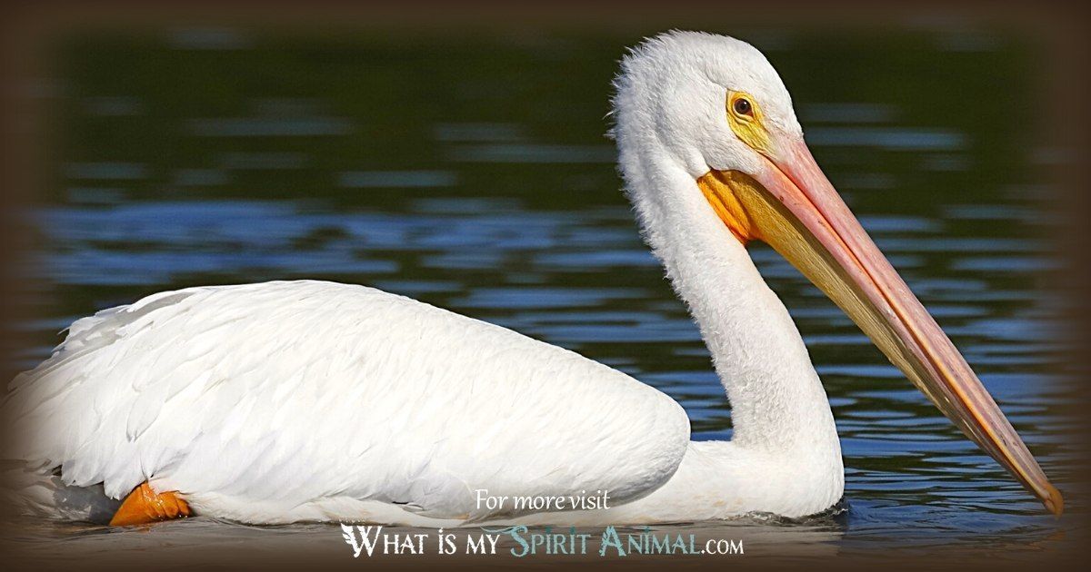 Is the Pelican Your Spirit Animal? Find Out What It Signifies