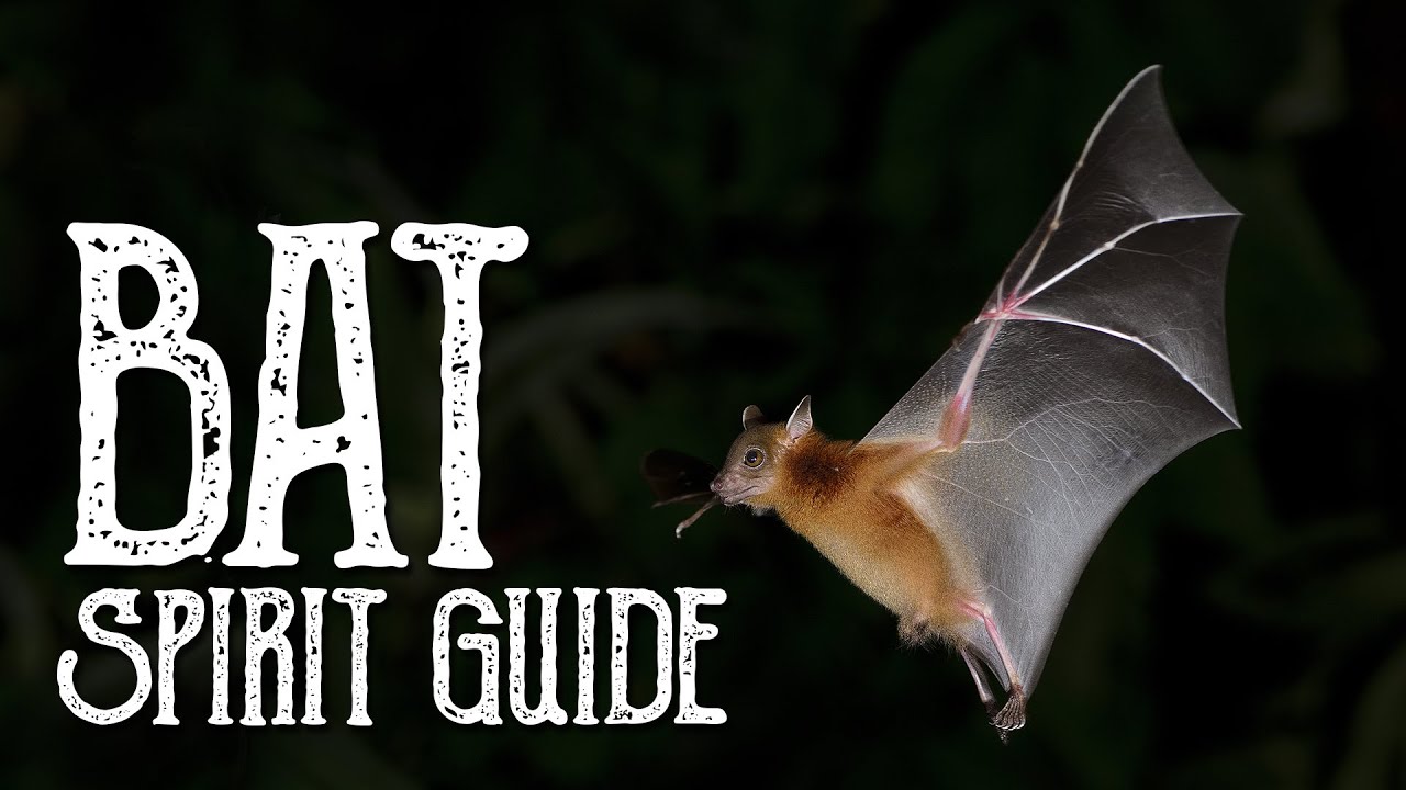 How to connect with your bat spirit animal guide?