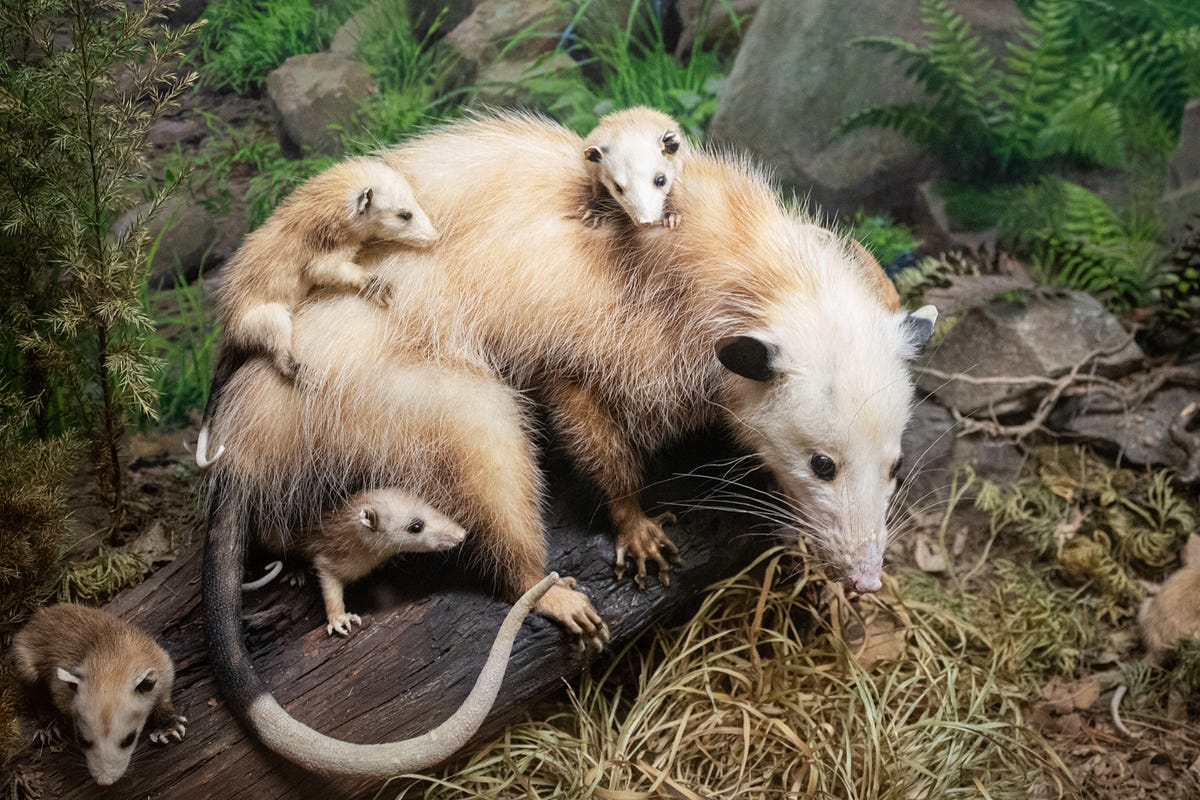 Is the possum totem animal calling to you? Learn the clear signs and messages it brings easily.