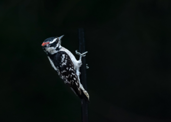 Woodpecker power animal: Discover its hidden meanings now!