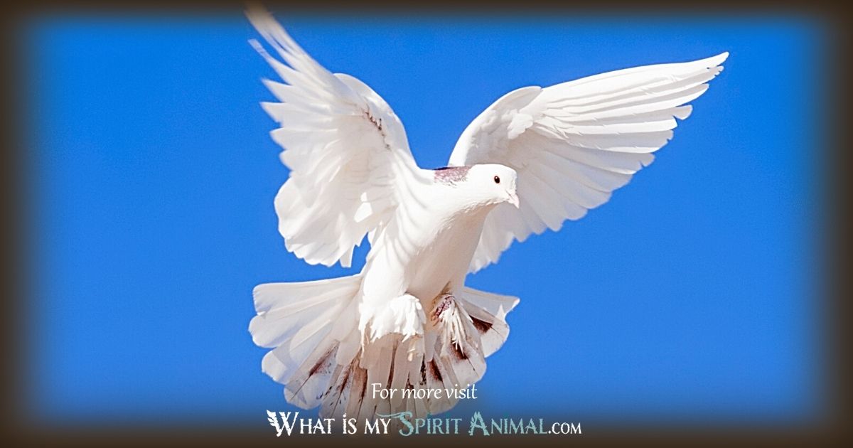 Dove Totem: Discover Its Spiritual Meaning and Significance Now