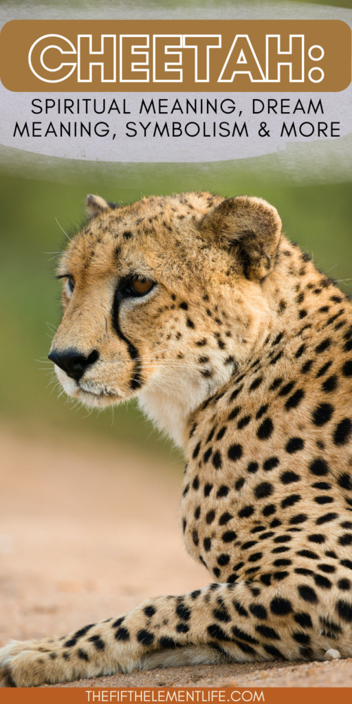 Understanding the spiritual meaning of a cheetah: Learn how this spirit animal guides you with grace.