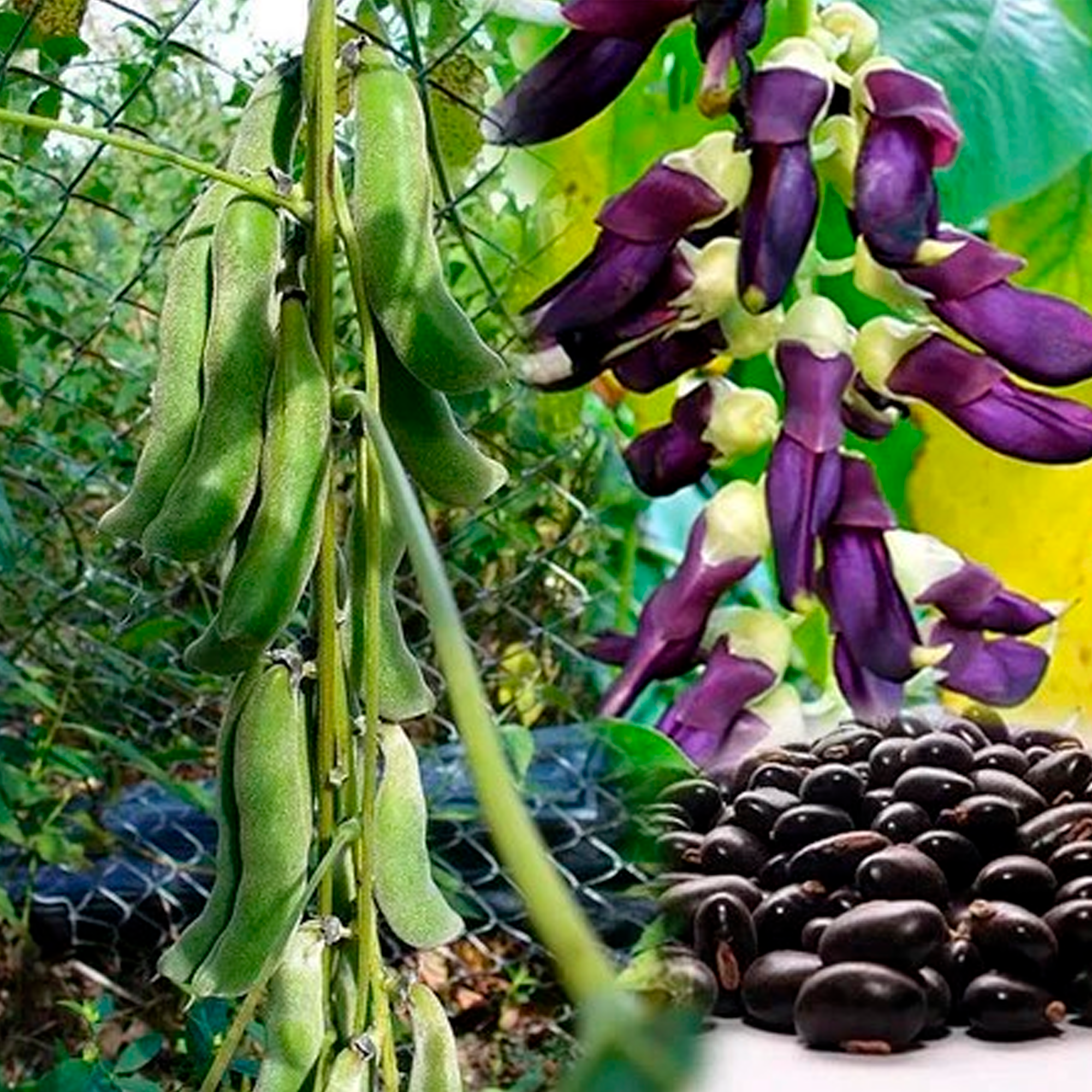 Why should you plant dream beans seeds? Explore the unique benefits they offer for gardeners.
