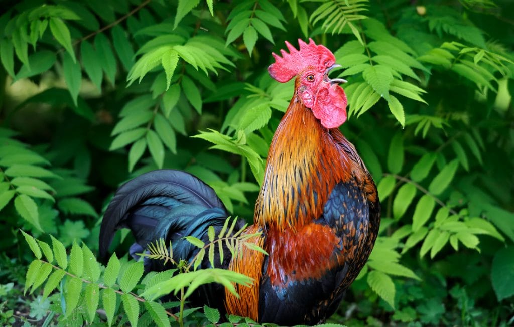 What does the rooster spiritual meaning tell us? Decode these ancient signs of confidence and protection.