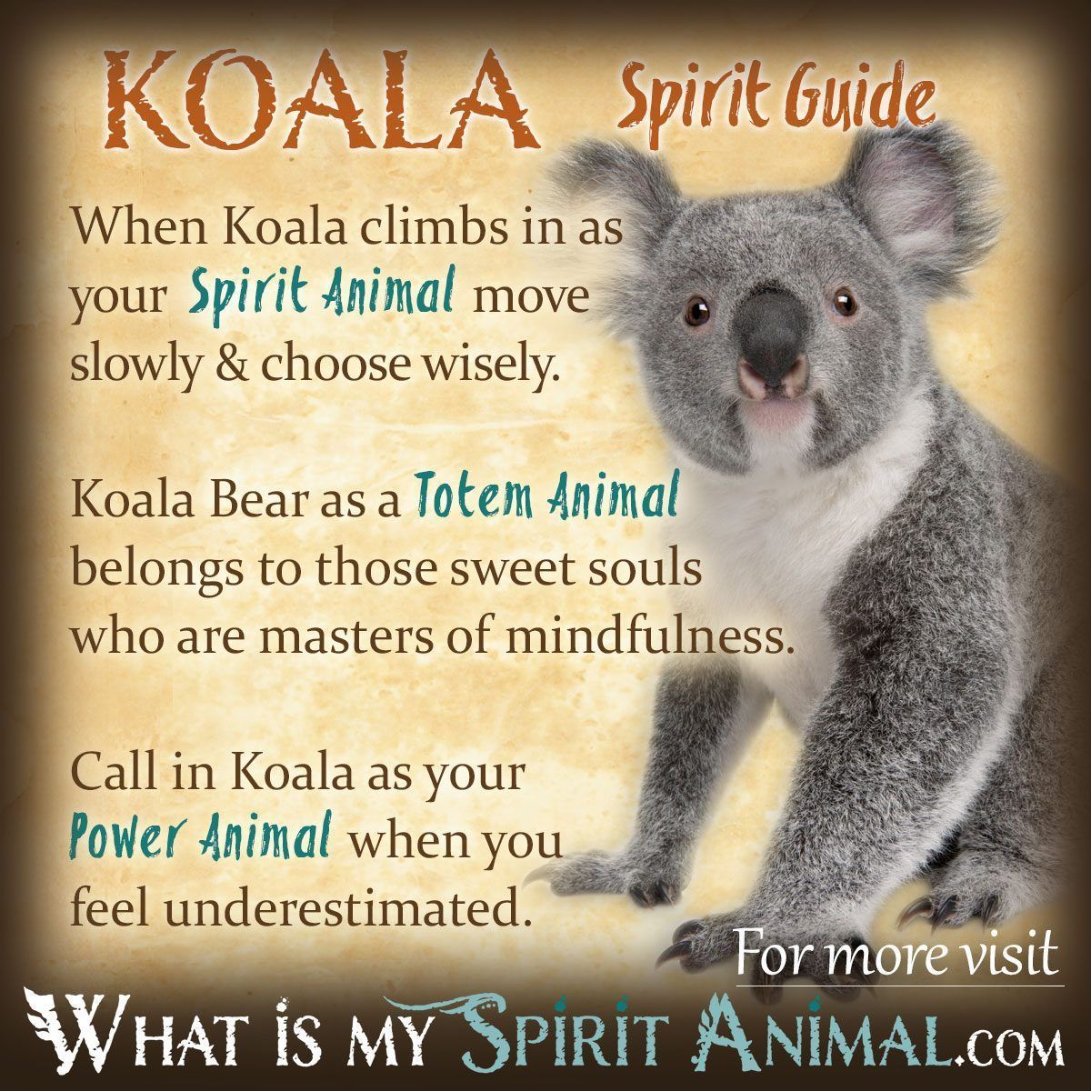 Why should you care about koala spiritual meaning? Find out how its symbolism brings tranquility into your everyday life.