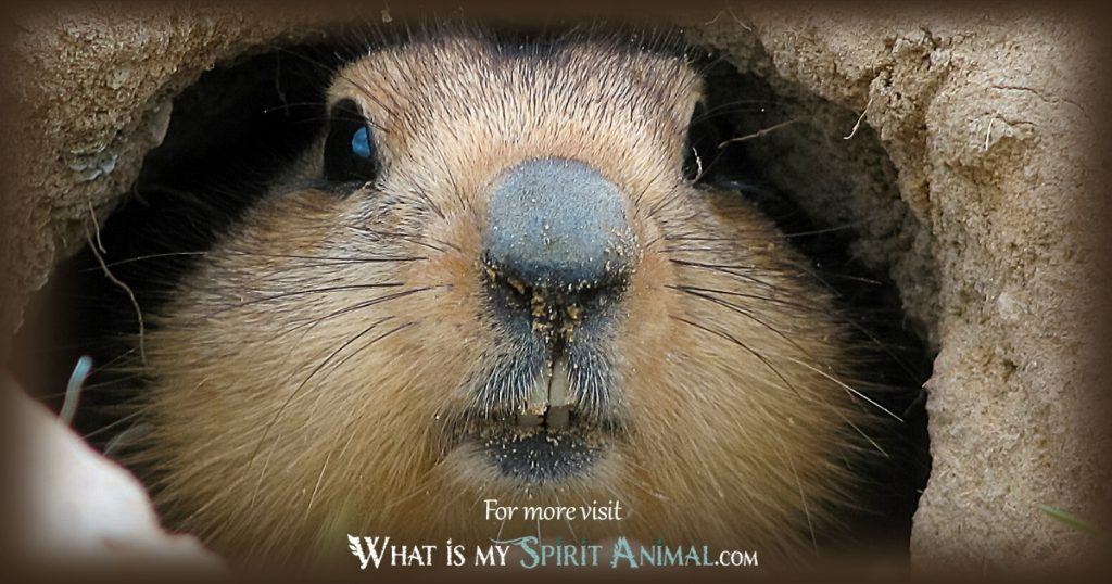 Want to connect with your groundhog spirit animal? Easy steps to understand its wisdom for you.