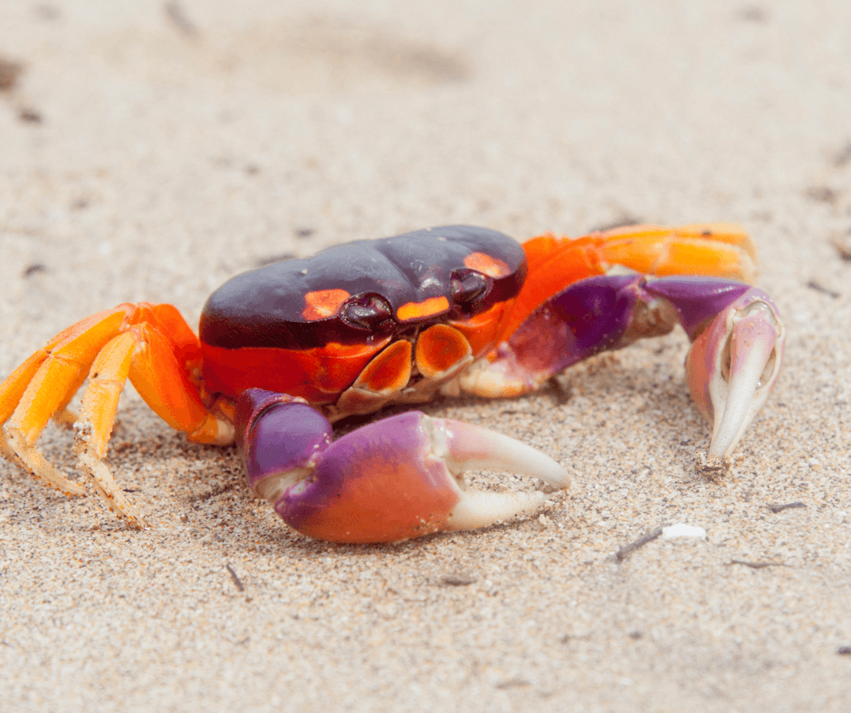 Crabs Symbolism Explained: A Guide to Understanding