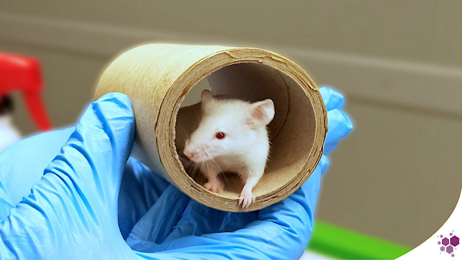 Mouse Animal Medicine: Best Practices for Animal Care