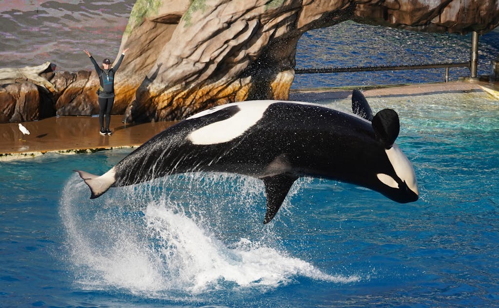 Why is the spirit animal killer whale so significant? Exploring the amazing power and life lessons from this guide.