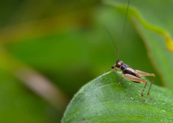 Cricket in Dream Meaning: Is It Good or Bad Omen?