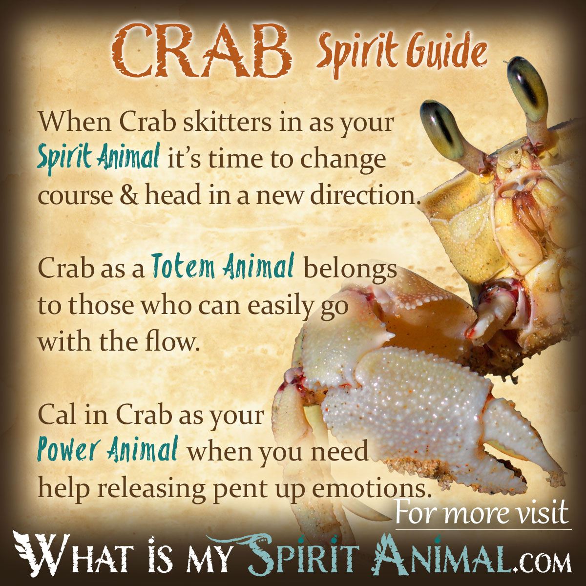 Crabs Symbolism Explained: A Guide to Understanding