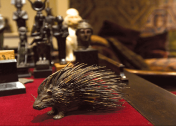 Porcupine spiritual meaning: What message are you receiving?