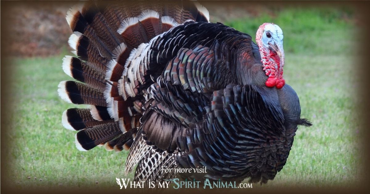 The Power of Totem Turkey: How it Guides You in Life