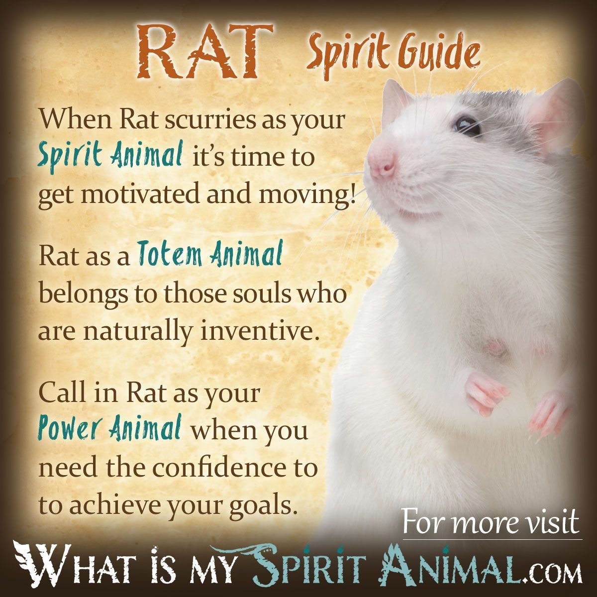 Is the Rat Your Power Animal? Find Out What It Represents!