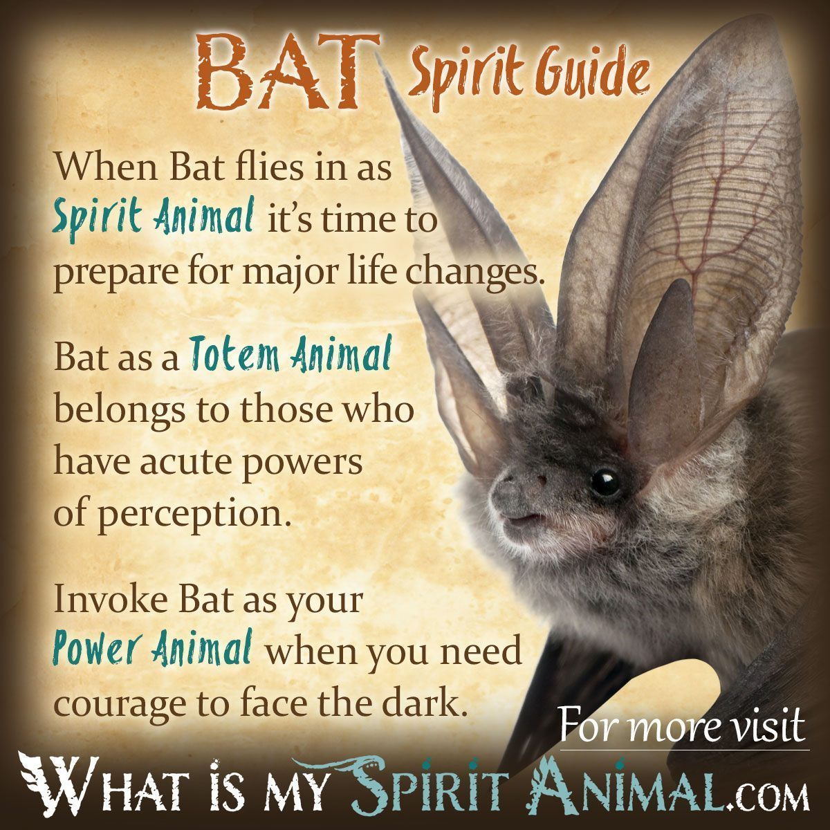 How to connect with your bat spirit animal guide?