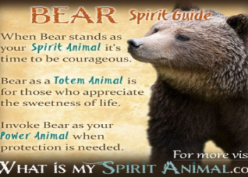 Want to connect with your groundhog spirit animal? Easy steps to understand its wisdom for you.