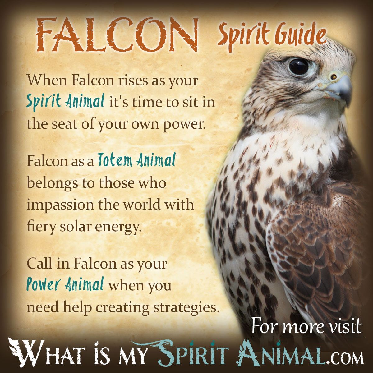 Falcon Totem Meaning: Discover Secrets About This Power Animal!