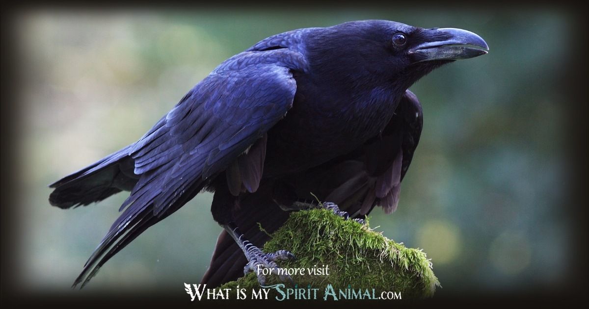 Feeling drawn to raven animal medicines power? Find out how to embrace its guidance for real personal change.