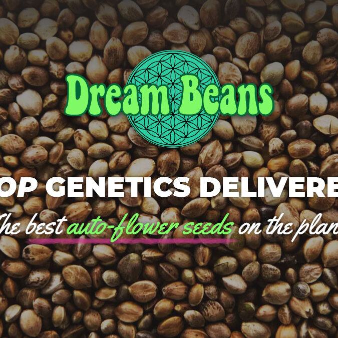 Why should you plant dream beans seeds? Explore the unique benefits they offer for gardeners.