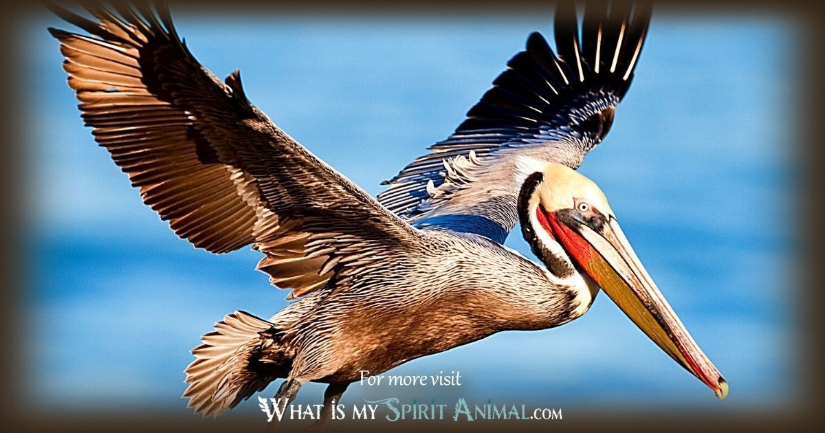 Is the Pelican Your Spirit Animal? Find Out What It Signifies