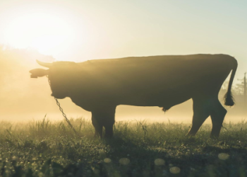 Seeing lots of milk in dream very frequently recently? Find out what your subconscious mind might be trying to tell you.