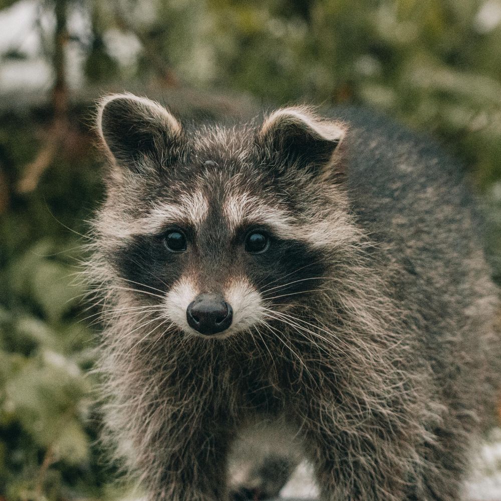Dream of Raccoon Meaning: Discover what it means