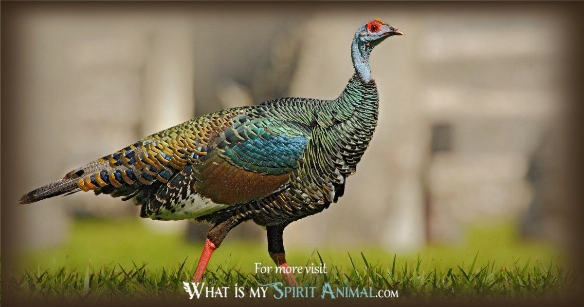 The Power of Totem Turkey: How it Guides You in Life