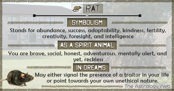 Is the Rat Your Power Animal? Find Out What It Represents!