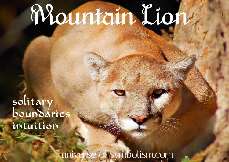 Discover the mountain lion power animal meaning for you now!