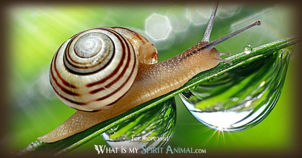 Snail spirit animal wisdom for you (Stay grounded always)