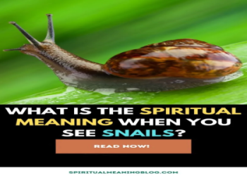 Snail spirit animal wisdom for you (Stay grounded always)