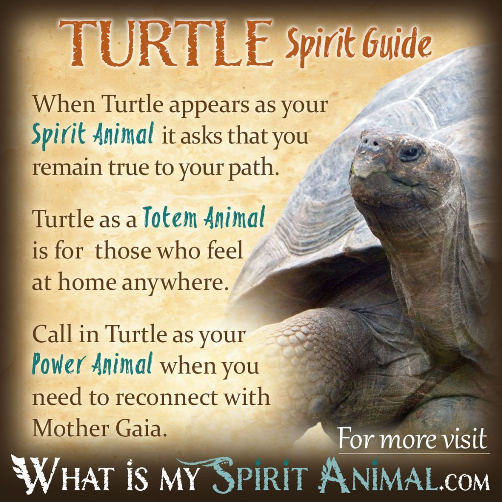 Understanding Sea Turtle Symbolism: A Quick Guide