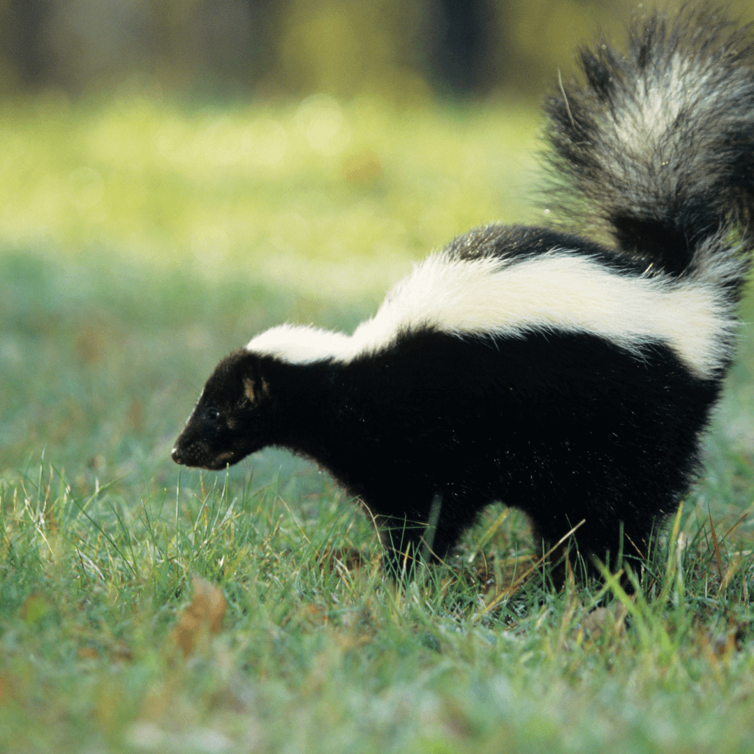 What is the seeing a skunk spiritual meaning? Discover the important messages this animal might have for you.