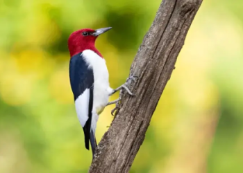 Decoding the spiritual meaning of seeing a vulture overhead (Is it a sign of protection or change?)