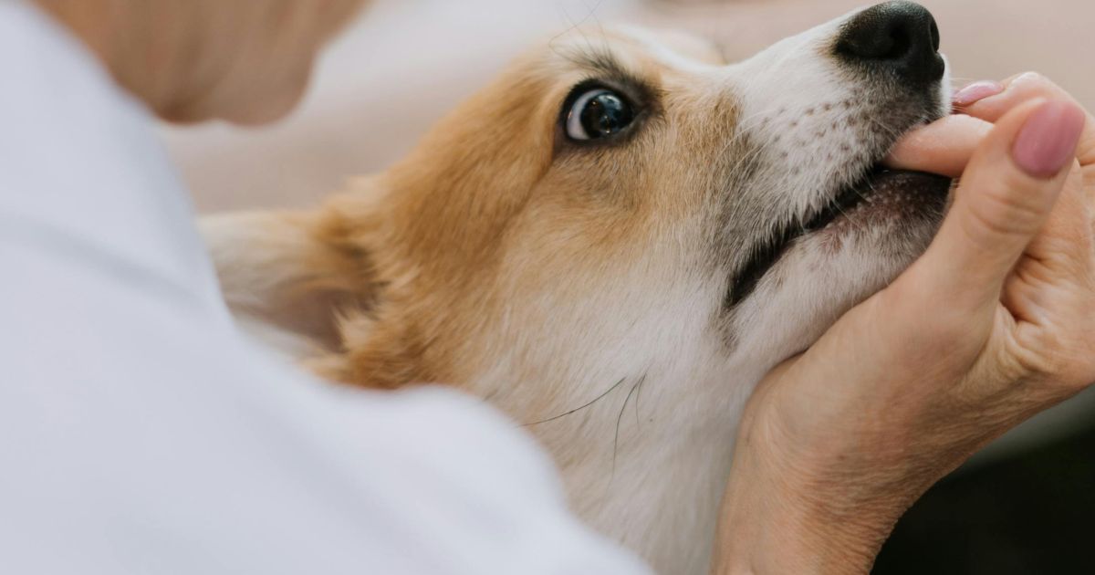 How can I understand my personal dream interpretation of dog bite? Follow these easy steps for clear insight.
