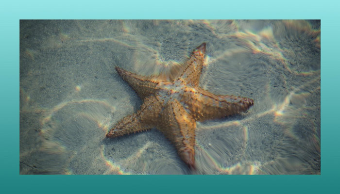 Decoding Starfish Symbolism: Discover the meaning today.