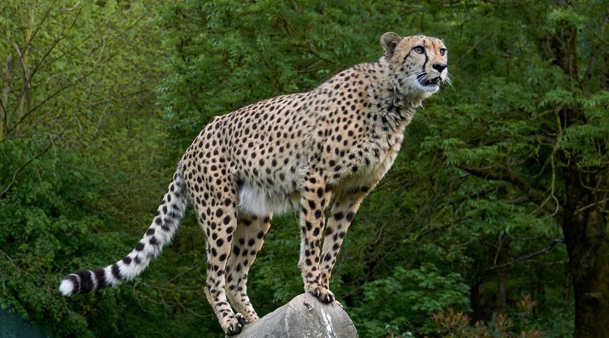 Understanding the spiritual meaning of a cheetah: Learn how this spirit animal guides you with grace.