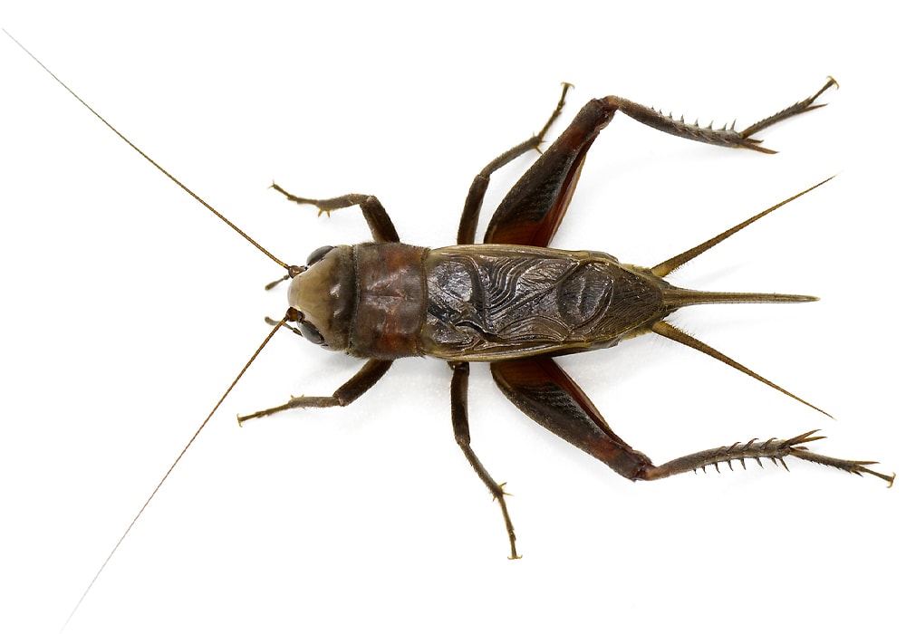 Cricket in Dream Meaning: Is It Good or Bad Omen?