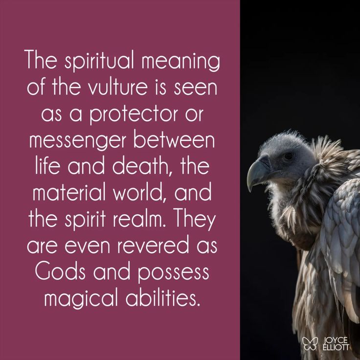 Decoding the spiritual meaning of seeing a vulture overhead (Is it a sign of protection or change?)