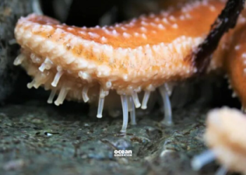 Decoding Starfish Symbolism: Discover the meaning today.
