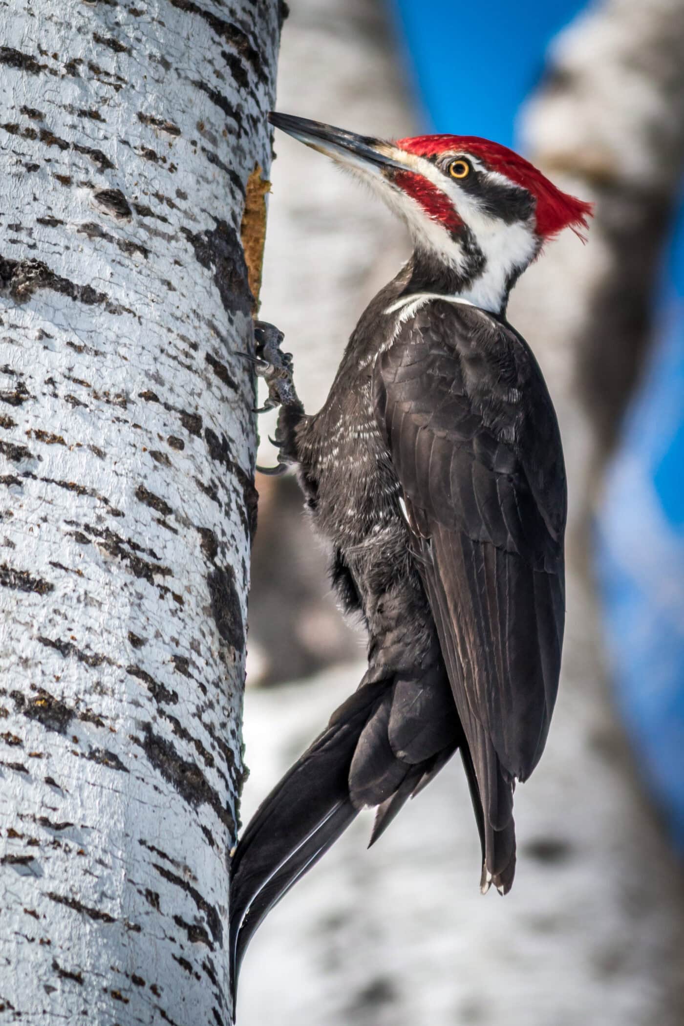 Woodpecker power animal: Discover its hidden meanings now!