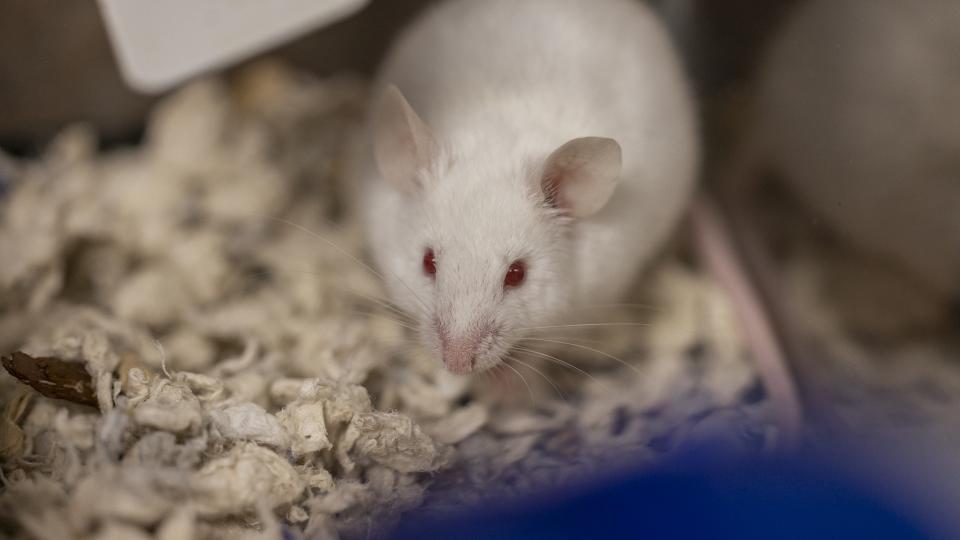 Mouse Animal Medicine: Best Practices for Animal Care
