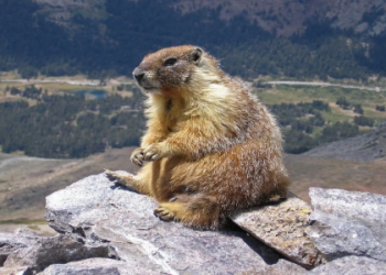 Decoding the meaning of seeing a groundhog during the day: Learn what this common sighting could represent for you.