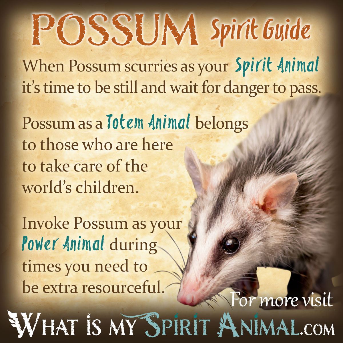 Is the possum totem animal calling to you? Learn the clear signs and messages it brings easily.