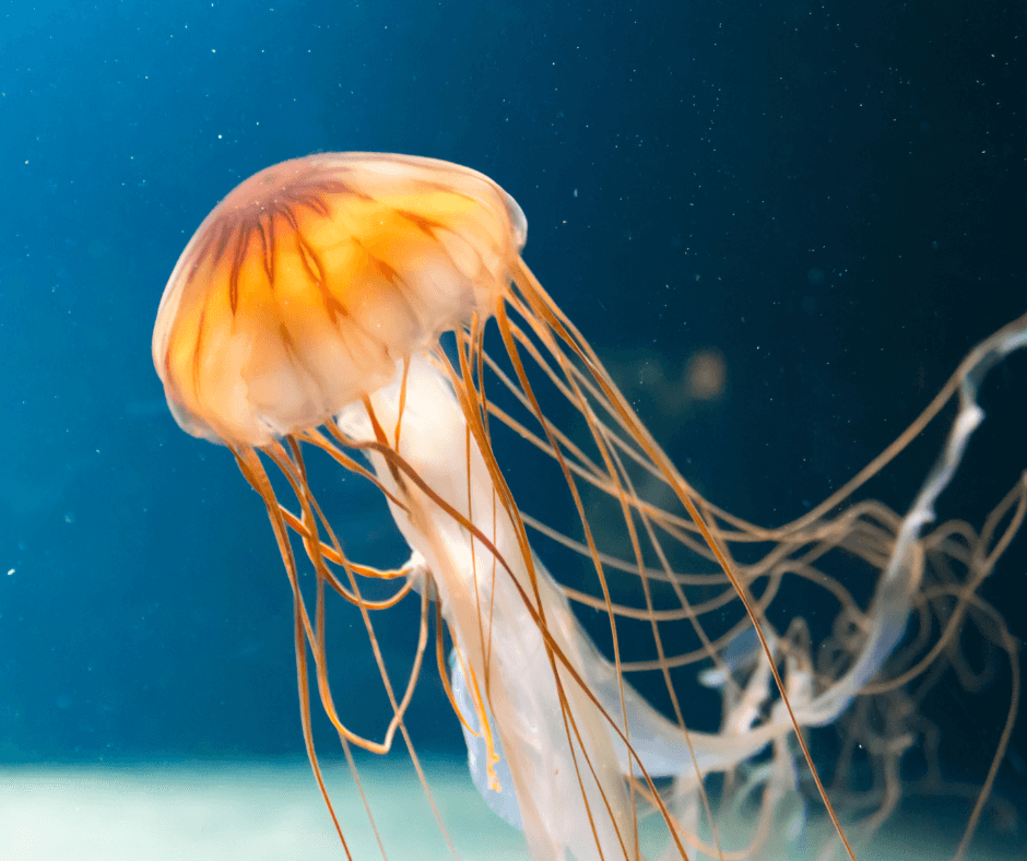 What does the jellyfish animal totem truly symbolize? Discover the deep spiritual meaning and messages behind this guide.