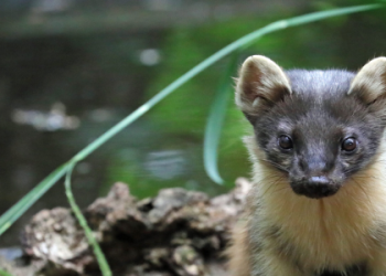 How can the spirit badger guide help you? Unlock the strength and tenacity this animal represents today.