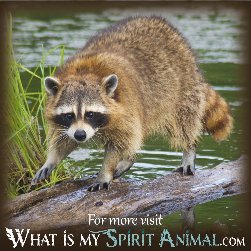 Dream of Raccoon Meaning: Discover what it means