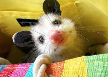 Is the possum totem animal calling to you? Learn the clear signs and messages it brings easily.